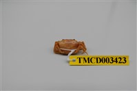 藏品(多毛澤蟹)的圖片